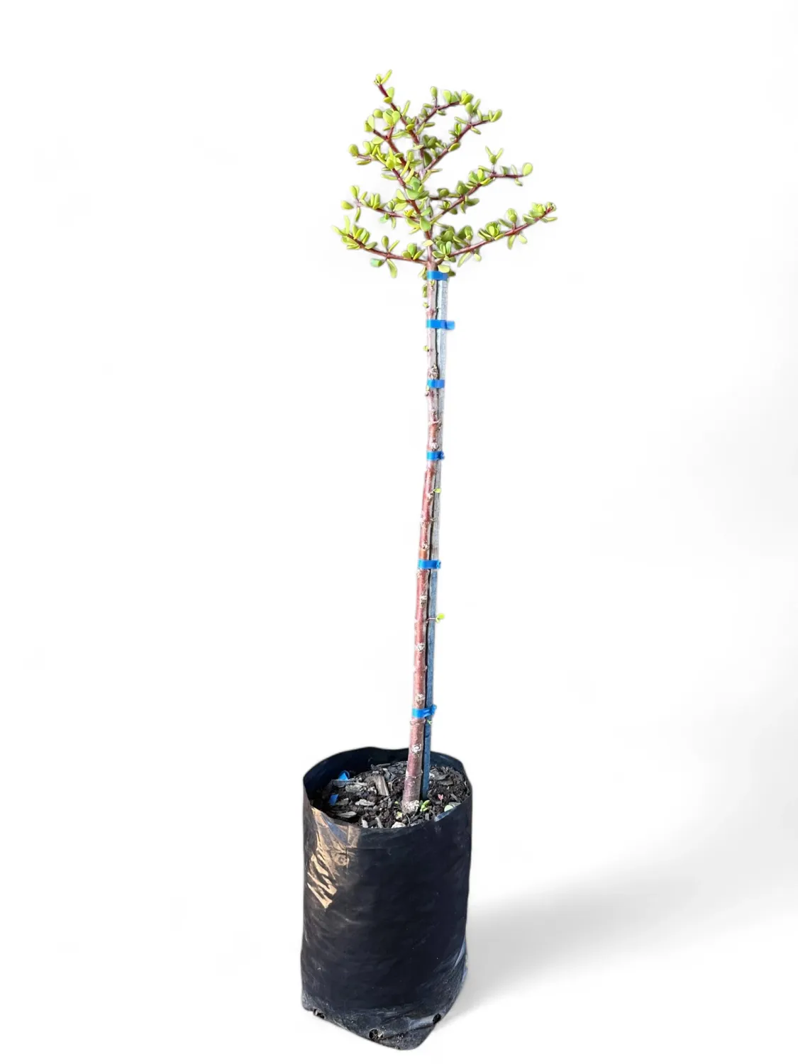 Portulacaria Afra "Spekboom"  Standard 10Liter