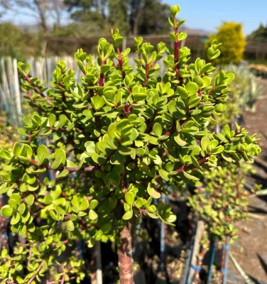 Portulacaria Afra "Spekboom"  Standard 10Liter