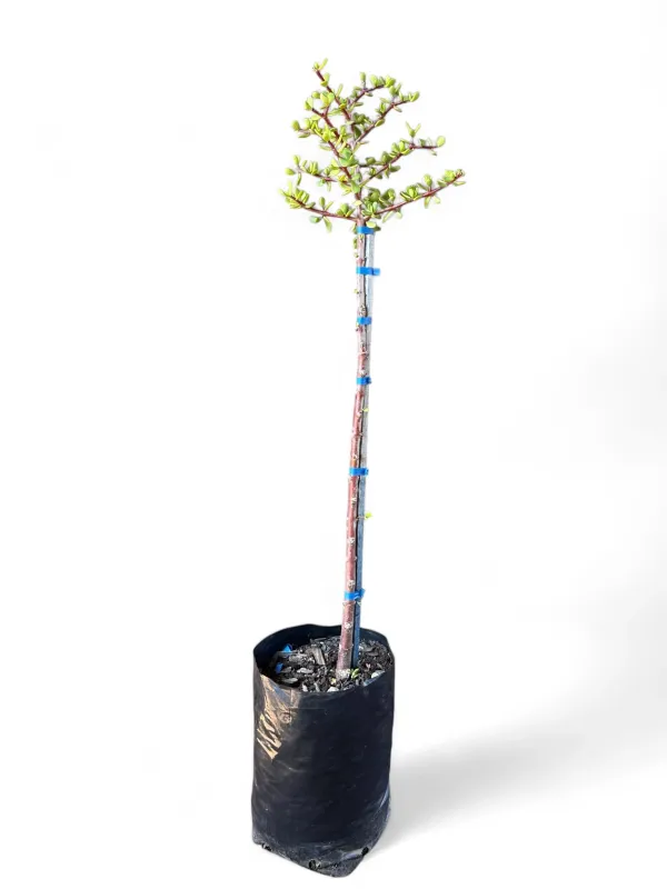 Portulacaria Afra "Spekboom"  Standard 10Liter