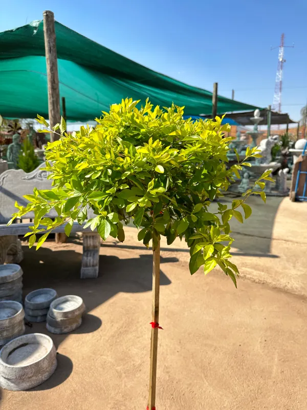 Duranta Erecta "Sheena's Gold" Standard 10Liter