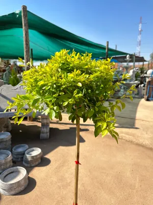 Duranta Erecta "Sheena's Gold" Standard 10Liter