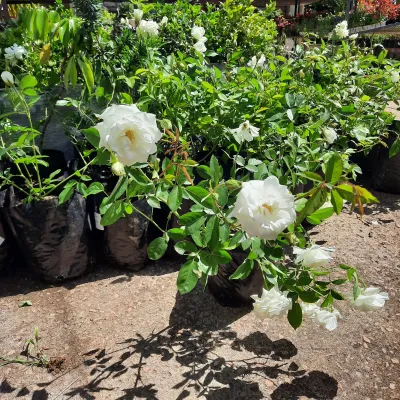 Rose White "Iceberg" Bush 5Liter