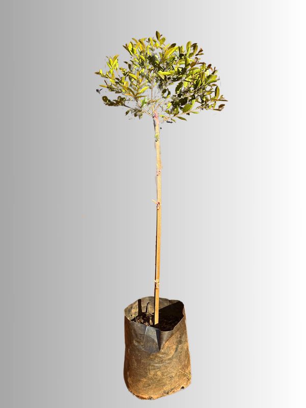 Syzigium Paniculatum "Australian Brush Cherry" Standard Medium 10Liter