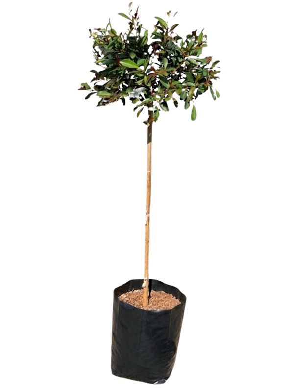 Syzigium Paniculatum "Australian Brush Cherry" Standard Medium 10Liter Height:1200mm