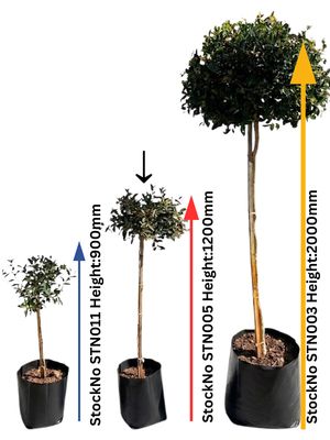 Syzigium Paniculatum "Australian Brush Cherry" Standard Medium 10Liter Height:1200mm
