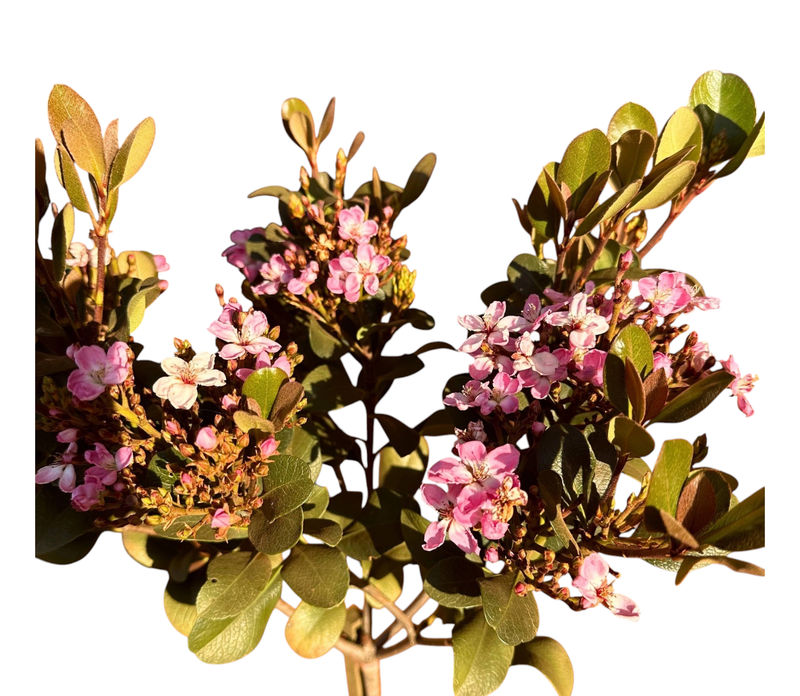 Rhaphiolepis Indica "Pink Indian Hawthorn" Standard 10Liters