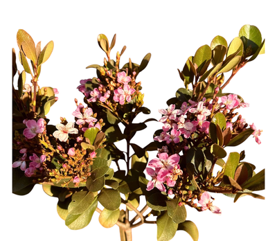 Rhaphiolepis Indica "Pink Indian Hawthorn" Standard 10Liters
