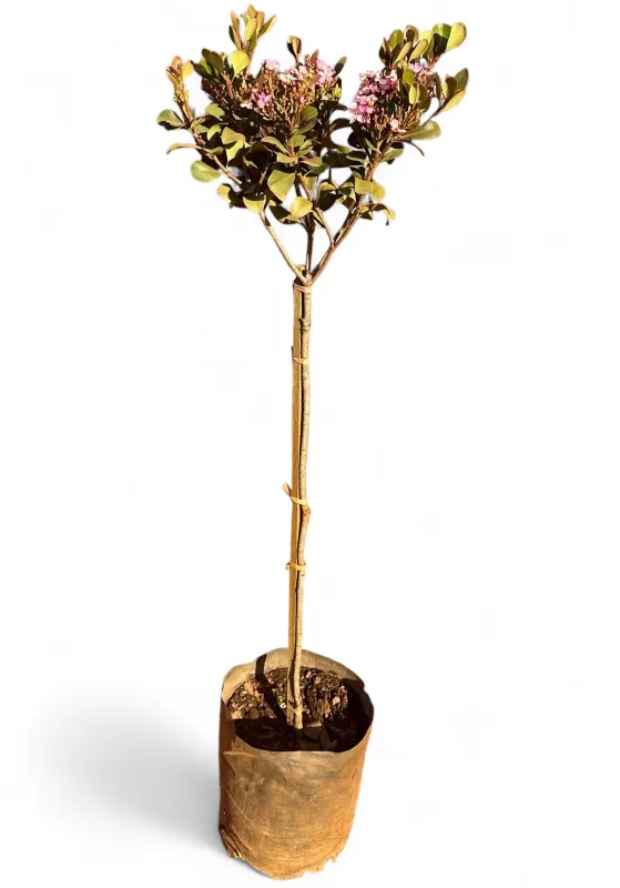Rhaphiolepis Indica "Pink Indian Hawthorn" Standard 10Liters
