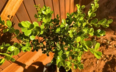 Buxus Faulkner "Faulkner Boxwood" Short Standard 10Liter