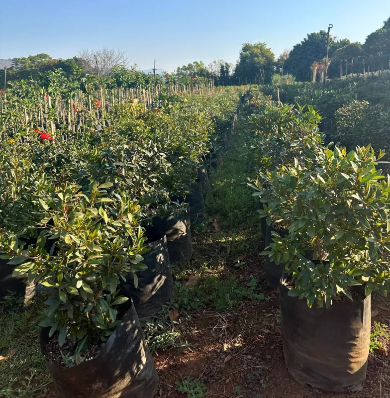 Syzigium Paniculatum "Australian Brush Cherry" Round Ball 20Liter