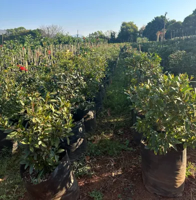 Syzigium Paniculatum "Australian Brush Cherry" Round Ball 20Liter