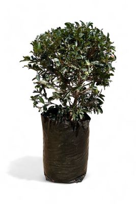 Syzigium Paniculatum "Australian Brush Cherry" Round Ball 20Liter