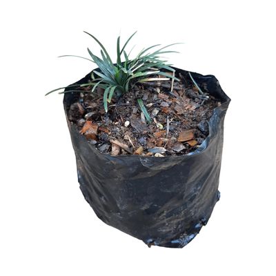 Ophiopogon Japonicus Kyoto Dwarf "Mondo Grass" 0.5Liter