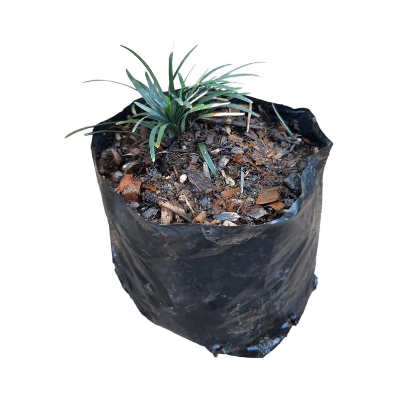 Ophiopogon Japonicus Kyoto Dwarf "Mondo Grass" 0.5Liter