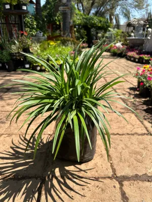 Liriope Evergreen Gaint 10 Liter
