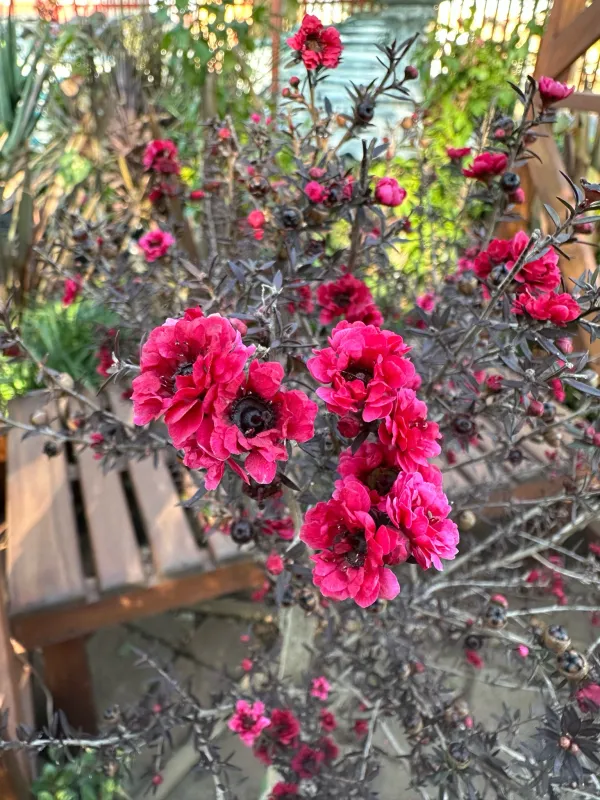 Leptospermum Cherry Brandy "Australian Tea Tree" Standard 10Liter