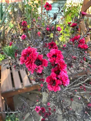Leptospermum Cherry Brandy "Australian Tea Tree" Standard 10Liter