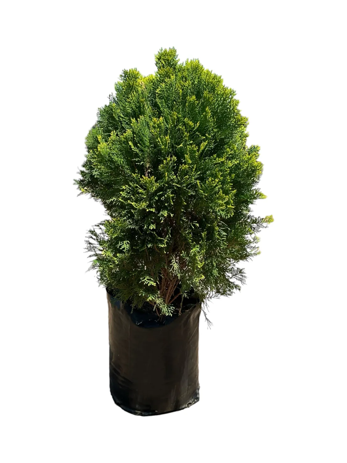 Platycladus orientalis "Aurea Nana Compact Arborvitae" 20Liter