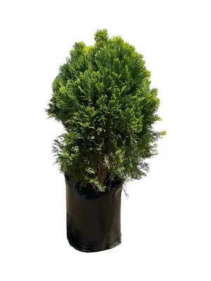 Platycladus orientalis "Aurea Nana Compact Arborvitae" 20Liter