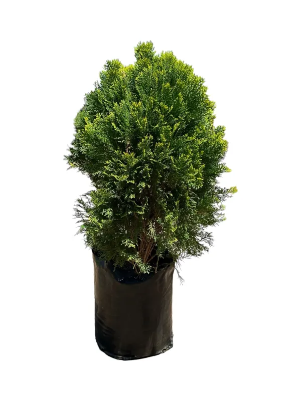 Platycladus orientalis "Aurea Nana Compact Arborvitae" 20Liter