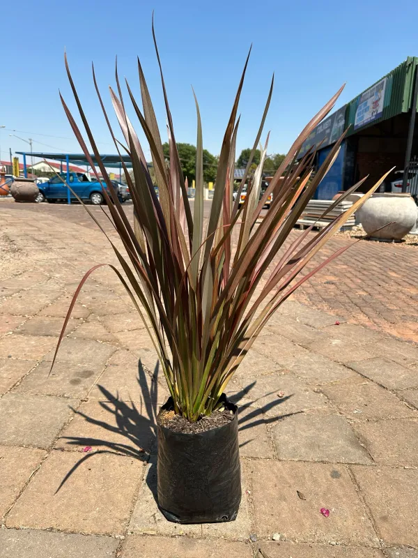 Phormium Tenax "Flamingo" 10Liters