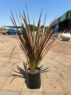 Phormium Tenax "Flamingo" 10Liters