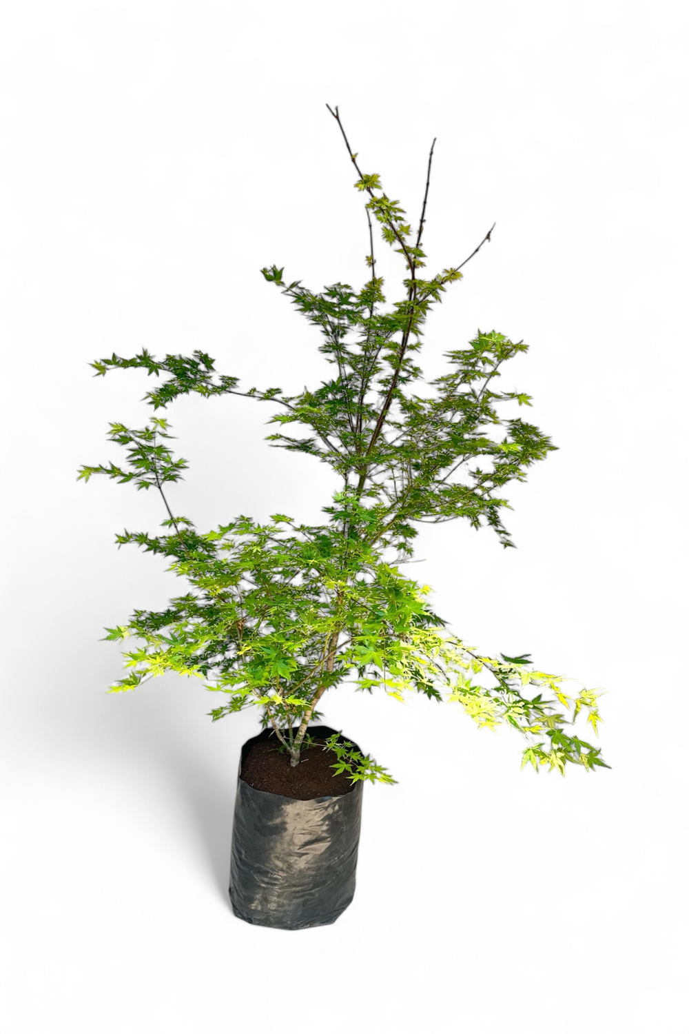 Acer Palmatum "Japanese Maple" 20Liter