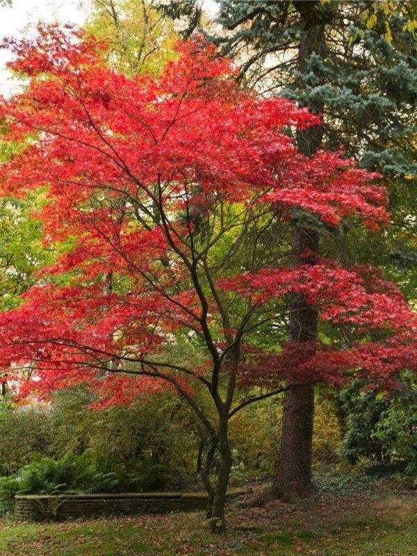 Acer Palmatum "Japanese Maple" 20Liter