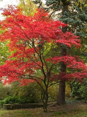 Acer Palmatum "Japanese Maple" 20Liter
