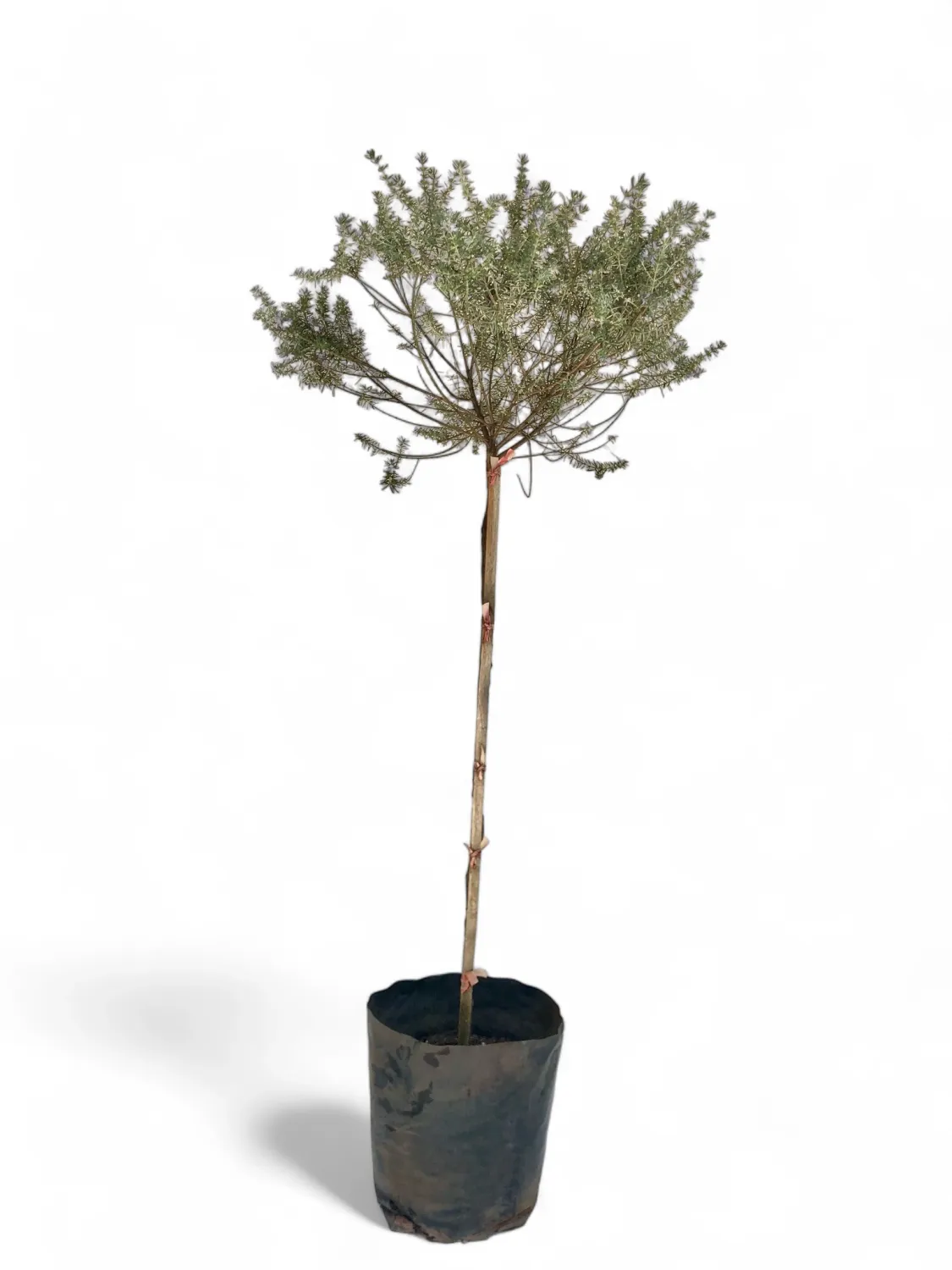 Westringia Fruticosa Blue "Coastal Rosemary" Standard 10Liter