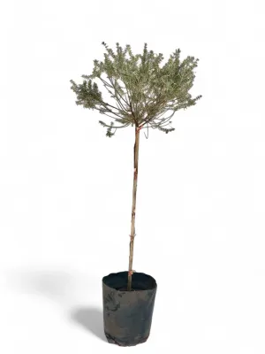 Westringia Fruticosa Blue "Coastal Rosemary" Standard 10Liter