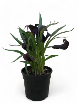 Zantedeschia Lilly Plant "Varkore" Various Colors 14cmPot