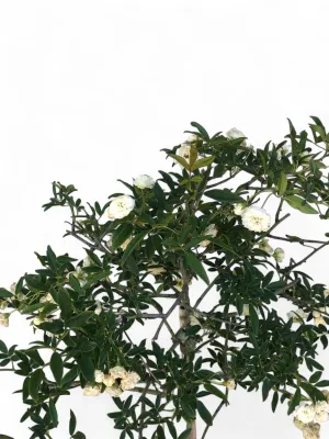 Rosa Banksiae Alba Plena "White Lady Banks  Climbing Rose" HH STD" 19cmPot