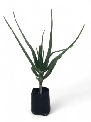 Aloidendron Barberae "Tree Aloe" 10Liter