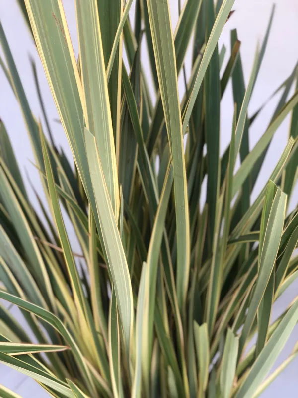 Phormium tenax "Variegatum" 20Liter