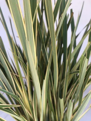 Phormium tenax "Variegatum" 20Liter