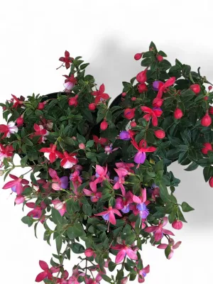 Fuchsia Bella "Ladies Eardrops" Mixed Colours 17cmPot