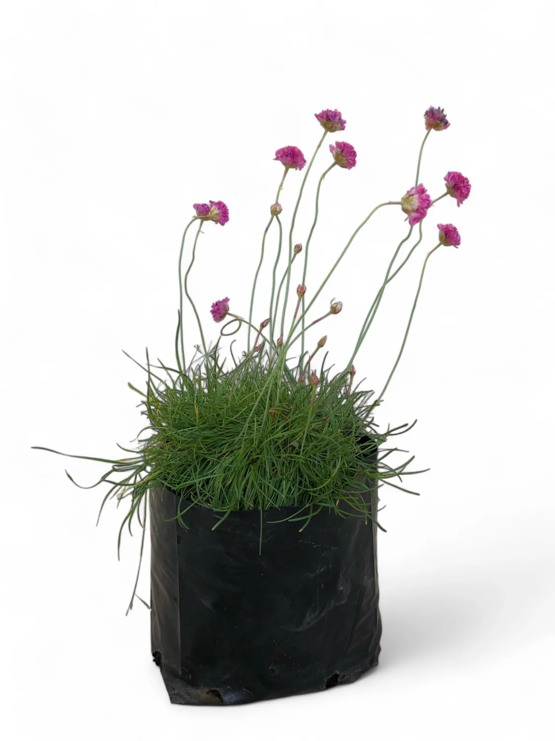 Armeria Maritima Rubrifolia "Red Leaved Sea Thrift" Armeria Maritima Rubrifolia "Red Leaved Sea Thrift"