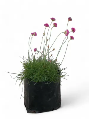 Armeria Maritima Rubrifolia "Red Leaved Sea Thrift"