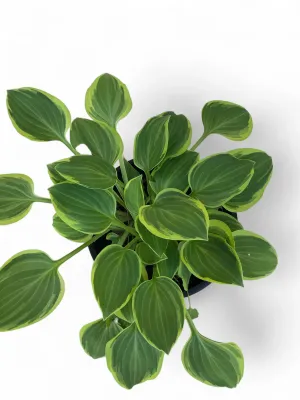 Hosta Golden Tiara "Plaintain Lily" 15cmPot