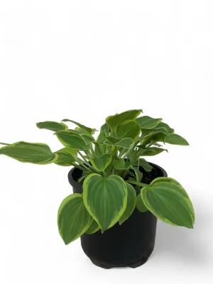 Hosta Golden Tiara "Plaintain Lily" 15cmPot Hosta Golden Tiara "Plaintain Lily" 15cmPot