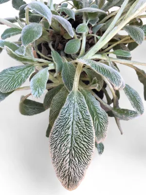 Stachys Lanata Byzantina "Lambs Ear" 2Liter
