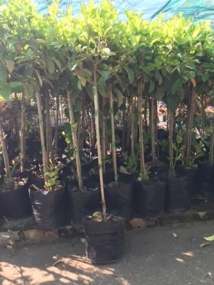 Viburnum Odoratissimum Sinensis "Sweet Viburnum" Standard 13Liter