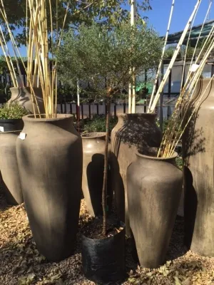 Westringia Fruticosa "Coastal Rosemary" Standard 13Liter