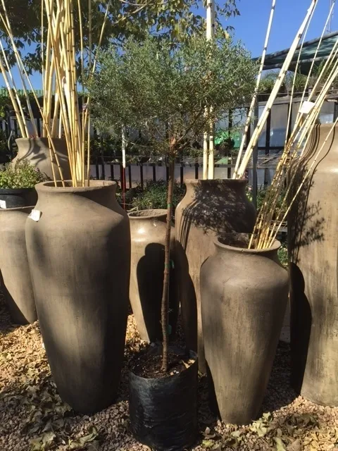 Westringia Fruticosa "Coastal Rosemary" Standard 13Liter