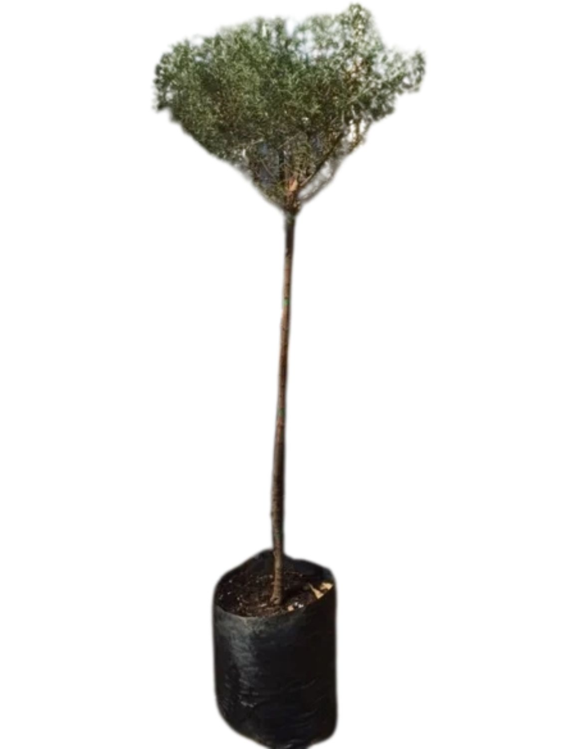 Westringia Fruticosa "Coastal Rosemary" Standard 13Liter