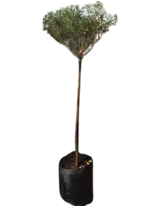 Westringia Fruticosa "Coastal Rosemary" Standard 13Liter