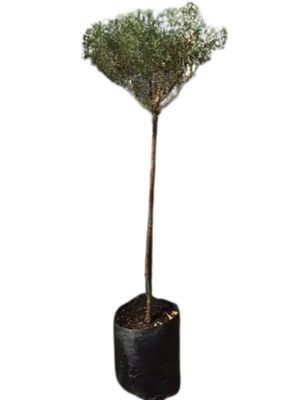 Westringia Fruticosa "Coastal Rosemary" Standard 13Liter Westringia Fruticosa "Coastal Rosemary" Standard 13Liter