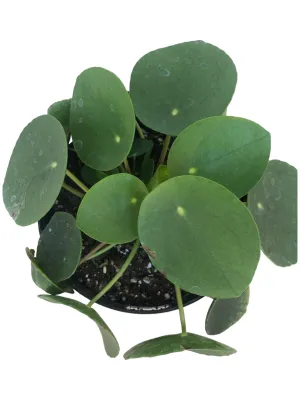 Pilea Peperomioides "Coin Plant" 15cmPot