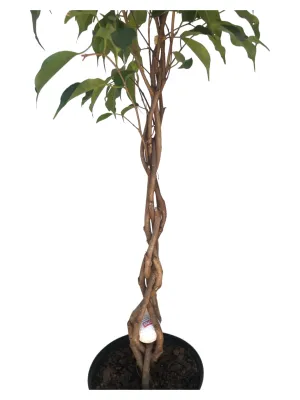 Ficus Benjamina "Green Weeping Fig" Braided Stem  20cmPot